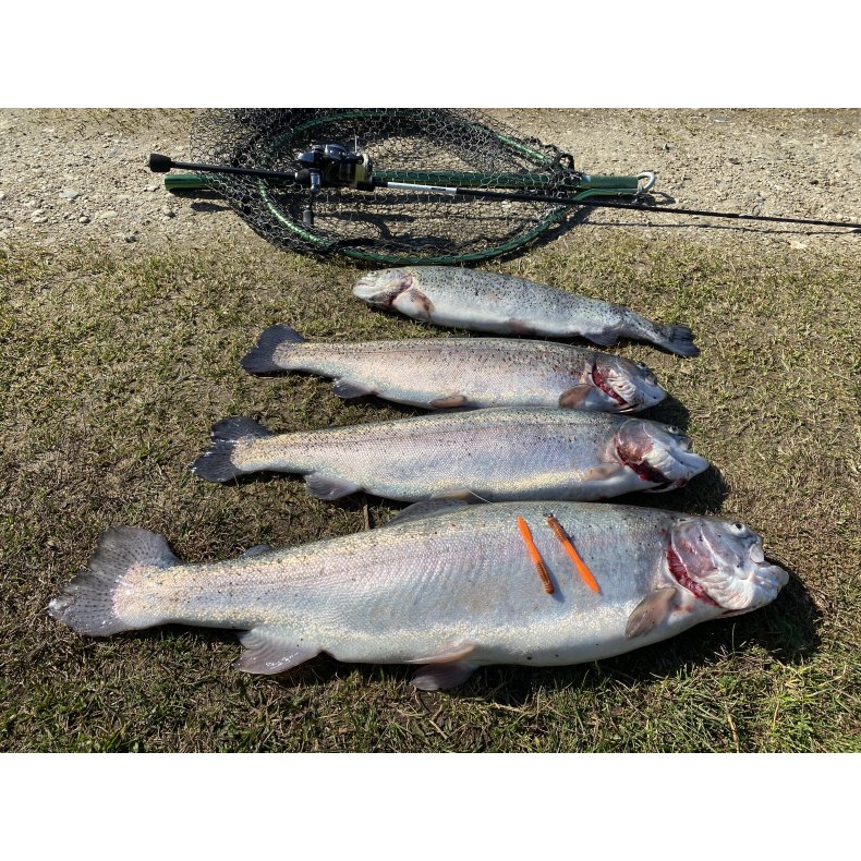 Leechworm Boks #4
