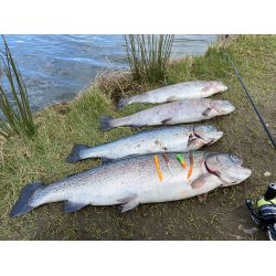 Leechworm Boks #4